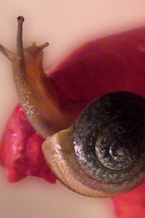 Snail