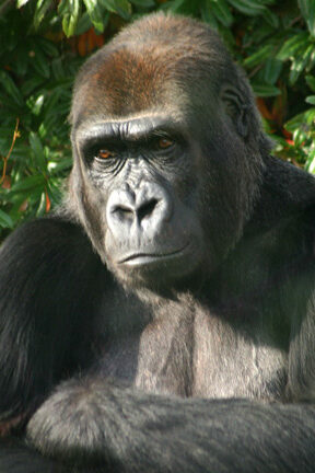 Gorilla