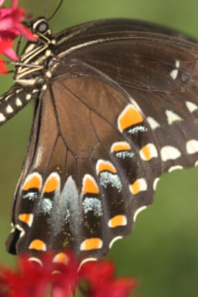 Swallowtail