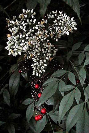 Elderberry