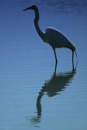 Egret