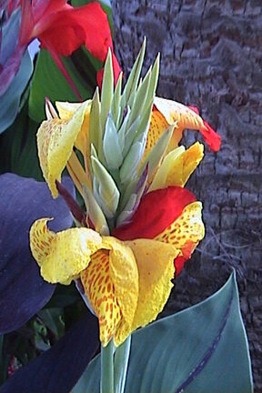 Canna Lilies