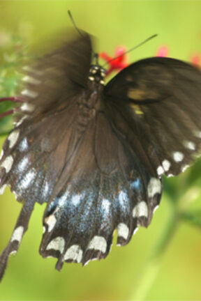 Saving the Whole World