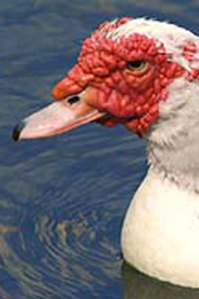 Muscovy Duck