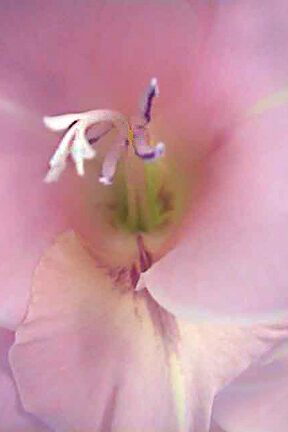 Let All Creation Celebrate