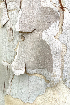 Grandfather Sycamore