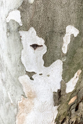 Lady of the Sycamore