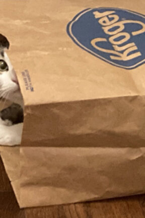 Mingus Goes to Kroger