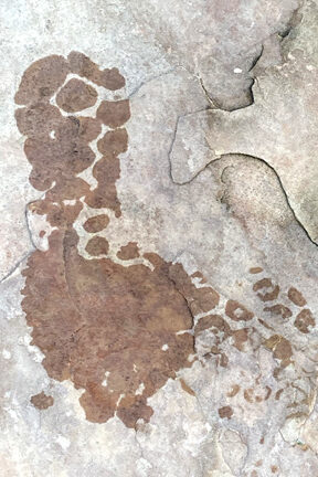 Here Comes Turkey-Lurkey