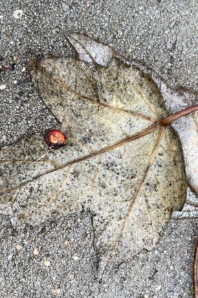 Hidden in Plain Sight